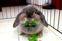 photo of a cute little long eared rabbit with a parsley mustache