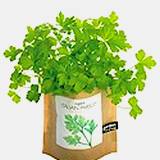 photo of a bag full of parsley