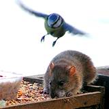 photo of a owl flying down to catch a rat an excellent natural source of rodent control