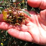 photo of a man's hand holding fresh rose hips