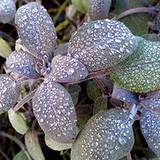 photo of sage with morning dew