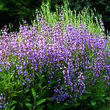 photo of a garden full of purple sage blossoms ready to make sage tea