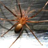 photo of a brown recluse spider