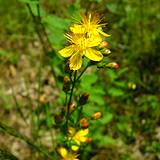 photo of a St. John's Wort plant in a garden