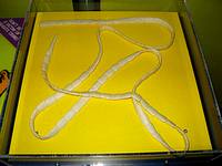 photo of a large tapeworm on a laboratory dish