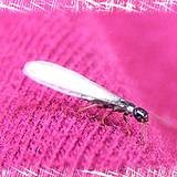 photo of a termite