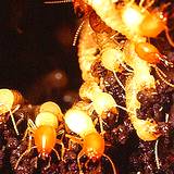 photo of a nest of termites