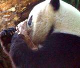 photo of a panda bear breathing into a brown paper bag