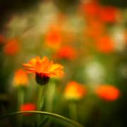 photo of a field of edible flower calendula 