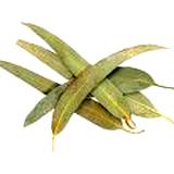 photo of dried eucalyptus leaves