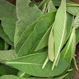 fresh mullein leaves