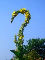 a beautiful catnip plant shaped like a question mark